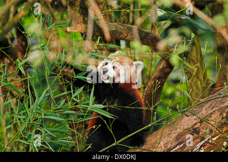 Kleinere Panda (Ailurus Fulgens) Essen Bambus Stockfoto