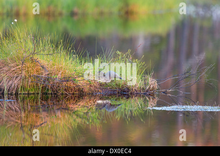 Roten throated Loon ist in ihr Nest an der Wasserkante brüten. Stockfoto