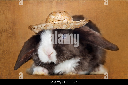 Satin Mini Lop Hase schaut mit einem Strohhut auf braune Vintage-Hintergrund Stockfoto