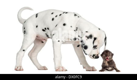 Seitenansicht eines Dalmatiner Welpen schnüffeln eine Kätzchen miauen vor weißem Hintergrund Stockfoto