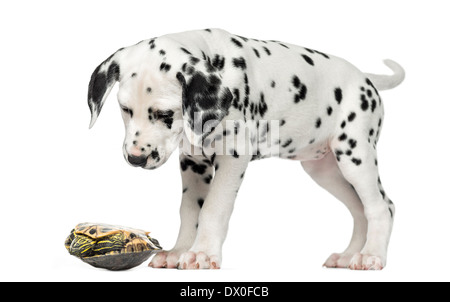 Dalmatiner Welpen, blickte auf eine Schildkröte auf dem Rücken vor weißem Hintergrund Stockfoto