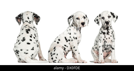 Dalmatiner Welpen sitzen zusammen in verschiedenen Positionen vor weißem Hintergrund Stockfoto