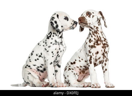 Dalmatiner Welpen sitzen, schnüffeln einander vor weißem Hintergrund Stockfoto