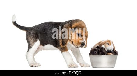 Beagle Welpen Blick auf seine Schale voller Kaninchen vor weißem Hintergrund Stockfoto