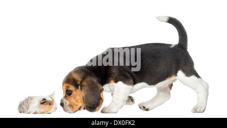 Seitenansicht des Beagle Welpen und Meerschweinchen kennenlernen einander vor weißem Hintergrund Stockfoto