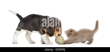 Beagle Welpen und Highland fold Kätzchen spielen mit einem Ball vor weißem Hintergrund Stockfoto