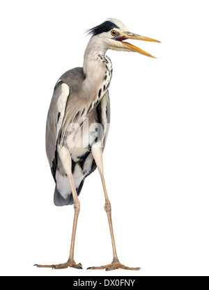 Wütend Graureiher stehen, schreien, Ardea Cinerea, 5 Jahre alt, vor weißem Hintergrund Stockfoto