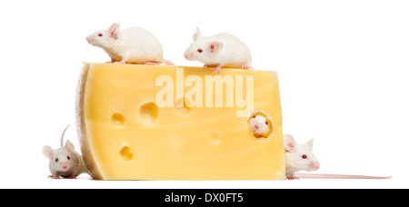 Gruppe von Albino weiße Mäuse um ein großes Stück Käse, Mus Musculus, vor weißem Hintergrund Stockfoto