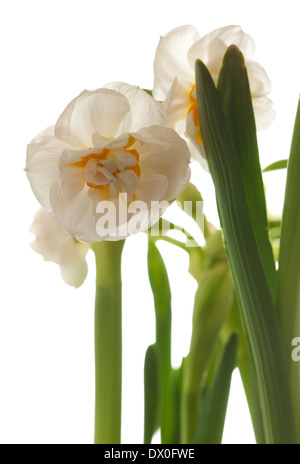 Doppelte Narzissen isoliert auf weiss Stockfoto