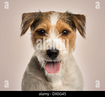 Nahaufnahme eines Parson Russell Terrier keuchend, schaut in die Kamera, auf Beige Hintergrund Stockfoto