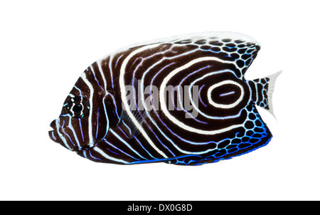 Seitenansicht von einem Kaiser Angelfish, Pomacanthus Imperator, vor weißem Hintergrund Stockfoto