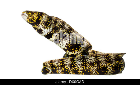 Seitenansicht von einer Schneeflocke Moray, Echidna Nebulosa, vor weißem Hintergrund Stockfoto