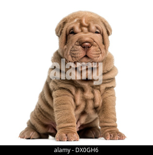 Shar Pei Welpen sitzen, schaut in die Kamera vor weißem Hintergrund Stockfoto