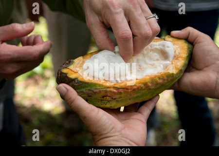 Belize, Punta Gorda, Columbia. Aguti Kakao Farm. Nachhaltige Bergbauernhof, die Kakaobäume spezialisiert. Coco-Pod, innen. Stockfoto