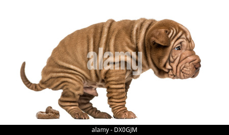 Seitenansicht eines Shar Pei Welpen Stuhlgang vor weißem Hintergrund Stockfoto