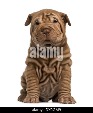 Shar Pei Welpen sitzen, schaut in die Kamera vor weißem Hintergrund Stockfoto