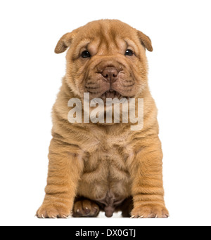 Shar Pei Welpen sitzen, schaut in die Kamera vor weißem Hintergrund Stockfoto