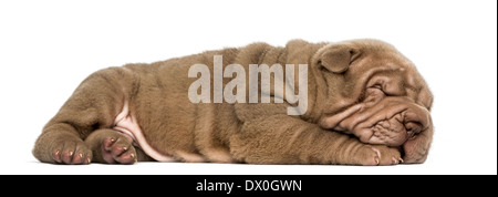 Seitenansicht eines Shar Pei Welpen hinlegen, schlafen auf weißen Hintergrund Stockfoto