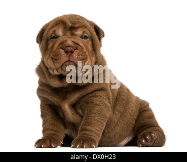 Shar Pei Welpen sitzen, schaut in die Kamera vor weißem Hintergrund Stockfoto