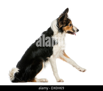 Seitenansicht des ein Border-Collie scharren, vor weißem Hintergrund zu gehorchen Stockfoto