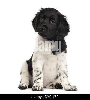 Stabyhoun Welpen sitzen vor weißem Hintergrund Stockfoto