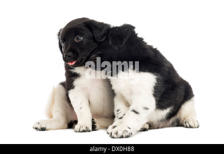 Zwei Stabyhoun Welpen kuscheln zusammen vor weißem Hintergrund Stockfoto