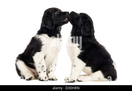 Zwei Stabyhoun Welpen zusammen vor weißem Hintergrund Stockfoto