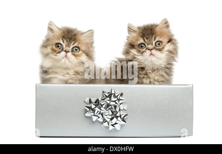 Perser Kätzchen sitzt in einem silbernen vorhanden, schaut in die Kamera, 10 Wochen alt, isoliert auf weißem Hintergrund Stockfoto