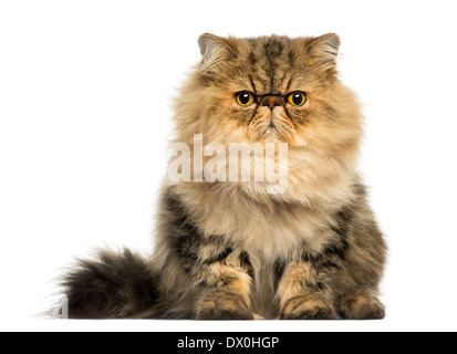 Vorderansicht des eine mürrische Perserkatze vor, schaut in die Kamera vor weißem Hintergrund Stockfoto