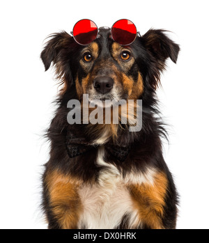 Nahaufnahme von einem Border Collie tragen rote Runde Linsen vor weißem Hintergrund Stockfoto