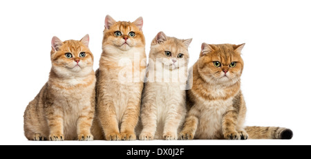 Gruppe von Britisch Kurzhaar Katzen sitzen in einer Reihe vor weißem Hintergrund Stockfoto