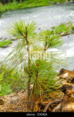 Kleine Kiefer Baum Bäumchen wachsen in einem Wald Stockfoto