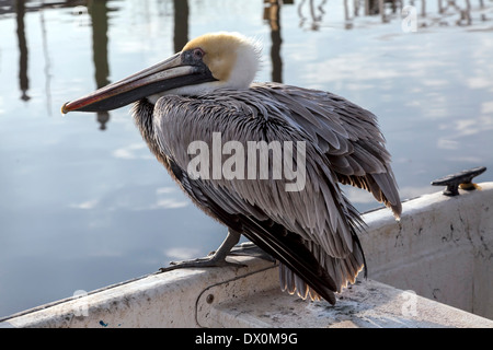 Reife braune Pelikan (Pelecanus Occidentalis) Meer Altvogel mit weißen Kopf thront während Federn kräuseln. Stockfoto