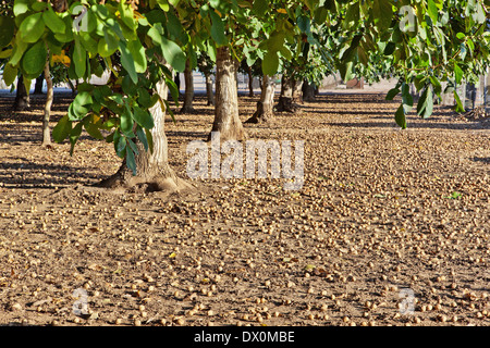 Reifen Sie gefallenen englischen Walnüsse vor der Ernte "Juglans Regia". Stockfoto