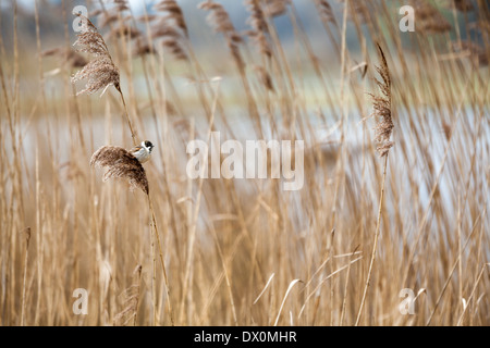 Gemeinsamen Reed Bunting Stockfoto