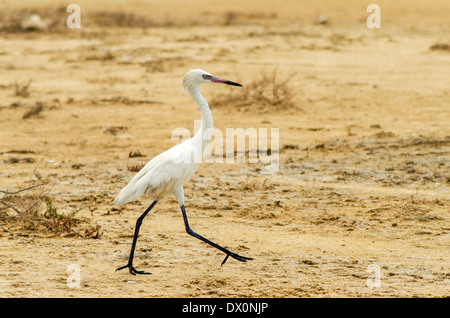 Silberreiher zu Fuß in einer trockenen Landschaft in La Guajira, Kolumbien Stockfoto