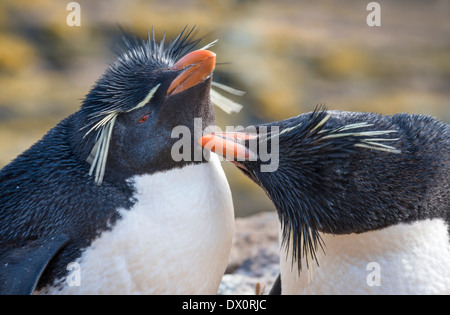 Südlichen Rockhopper Penguins Pflege Stockfoto