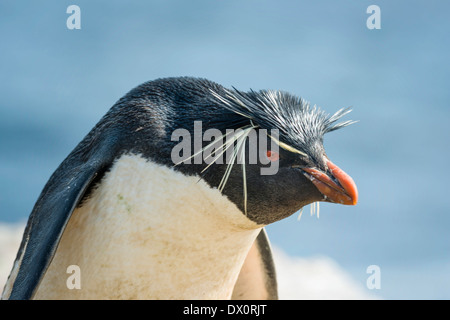 Close up Portrait of Southern Rockhopper Penguin Stockfoto