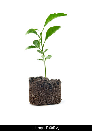 junge grüne Pflanze wächst aus dem Boden. Nahaufnahme Stockfoto