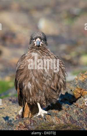 Gekerbten Caracara stehend in Kamera Stockfoto