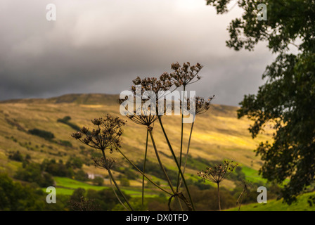 Kuh-Petersilie Samenköpfe Stockfoto