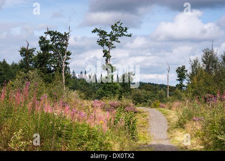 Einer der vielen Wanderwege in Mabie Forest, Dumfries, Schottland. Stockfoto