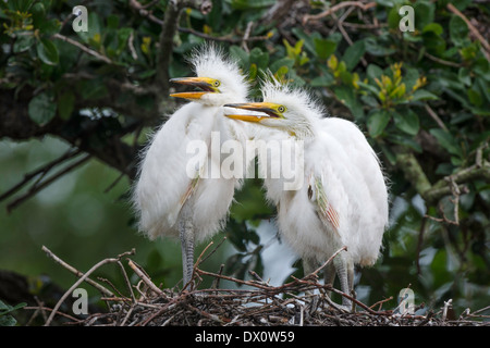 Großer Reiher Küken im nest Stockfoto