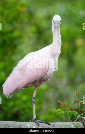 Juvenile rosige Löffler stehend auf log Stockfoto