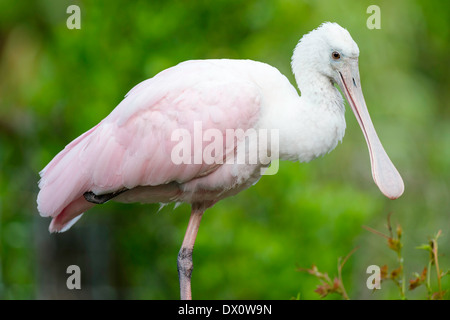 Porträt von juvenile rosige Löffler Stockfoto