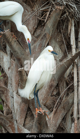 Ein paar von Snowy Reiher thront auf einem Palm-Baumstamm Stockfoto