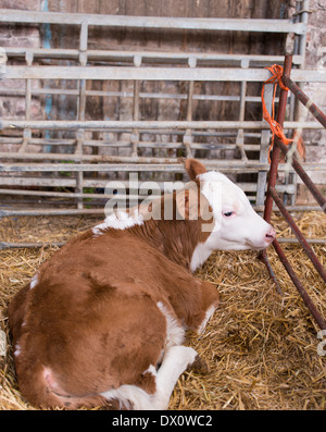 Guernsey-Kalb in Stift im Kuhstall Stockfoto