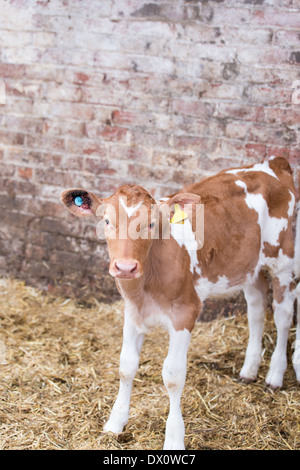 Guernsey-Kalb in Stift im Kuhstall Stockfoto