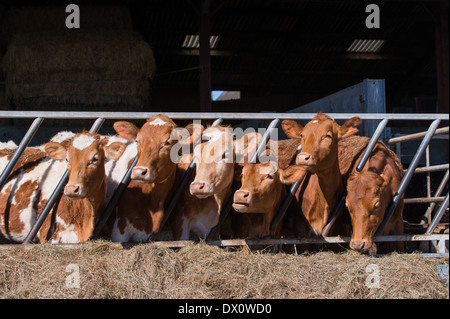 gehört der Guernesy Kühe essen Heu im Stall Stockfoto
