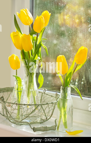 Frühling-Tulpen in Glasflaschen sitzt auf der Fensterbank mit Regentropfen Stockfoto